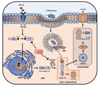 Fig_2_NCI.jpg