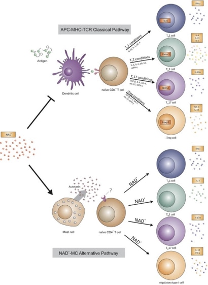 Fig_1_NCI.jpg