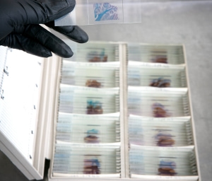 Biorepository_Slides_of_brain_tissue_with_closeup-min.jpg